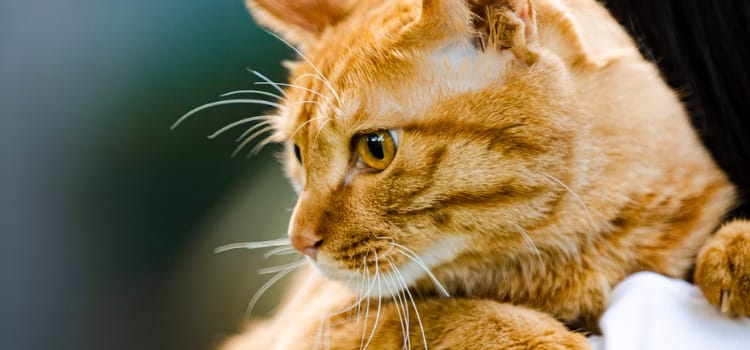 Can Cats Remember Their Owners A Journey of Self-Discovery 