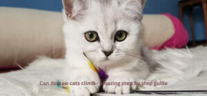 Can declaw cats climb - amazing step by step guide