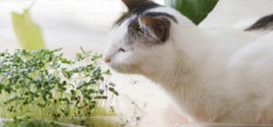 How To Prevent Cats From Eating Plants