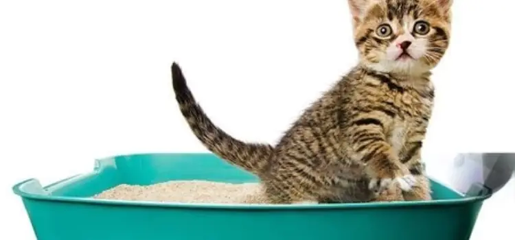 How Much Cat Litter To Put In A Litter Box 