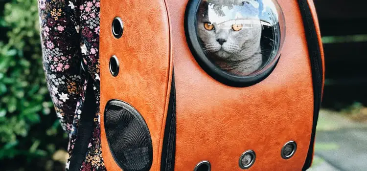 How to Get an Aggressive Cat into a Carrier(A Step-by-Step Guide) 