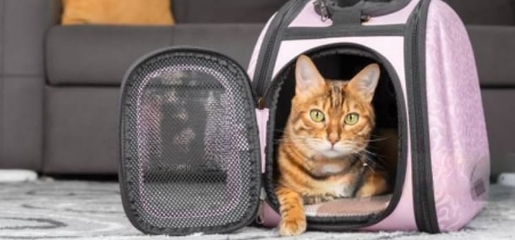 How to Get an Aggressive Cat into a Carrier(A Step-by-Step Guide) 