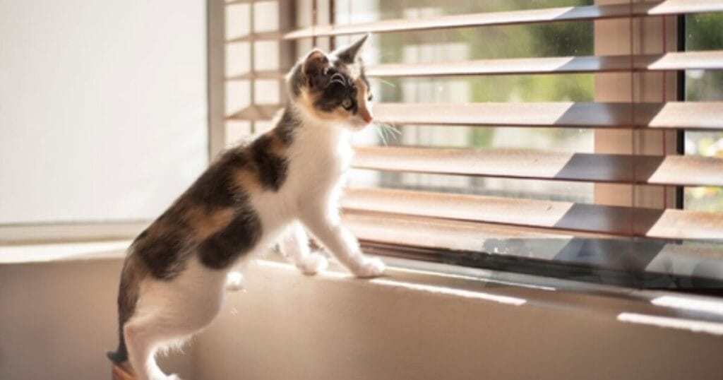 How to Keep Cats Out of Window Blinds