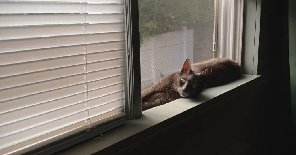 How to Keep Cats Out of Window Blinds