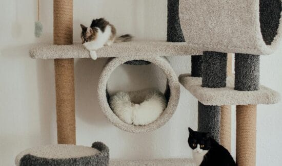 Cat Tree and Towers with Sleeping Platforms