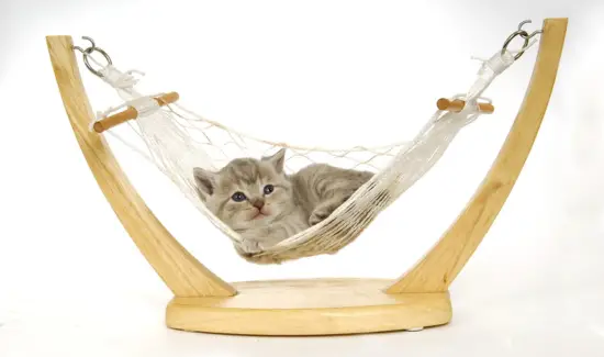 cat sleeping in hammocks