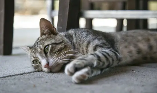 sleeping between owner legs to reduce stress and anxiety