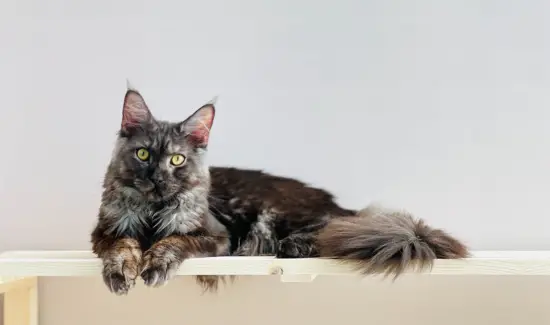 cat sleeping on shelves