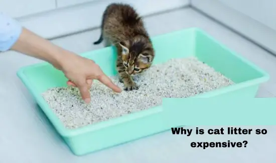 what are reasons behind of expensive cat litter